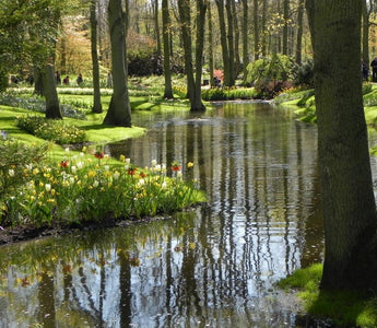 Healing Gardens; man and the power of plants