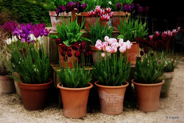 Spring stunners for pots