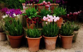 Spring stunners for pots