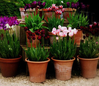 Spring stunners for pots
