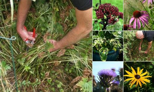 How to Cut Back Perennials