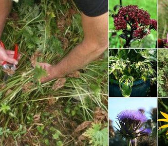 How to Cut Back Perennials