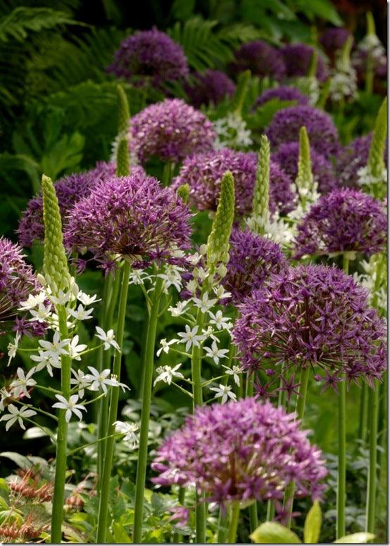 Alliums; Now's the time to buy and plant alliums for spring and summer flowers