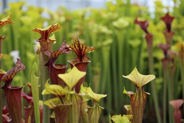Carnivorous plants &ndash; flytraps, trumpet pitchers, sundews