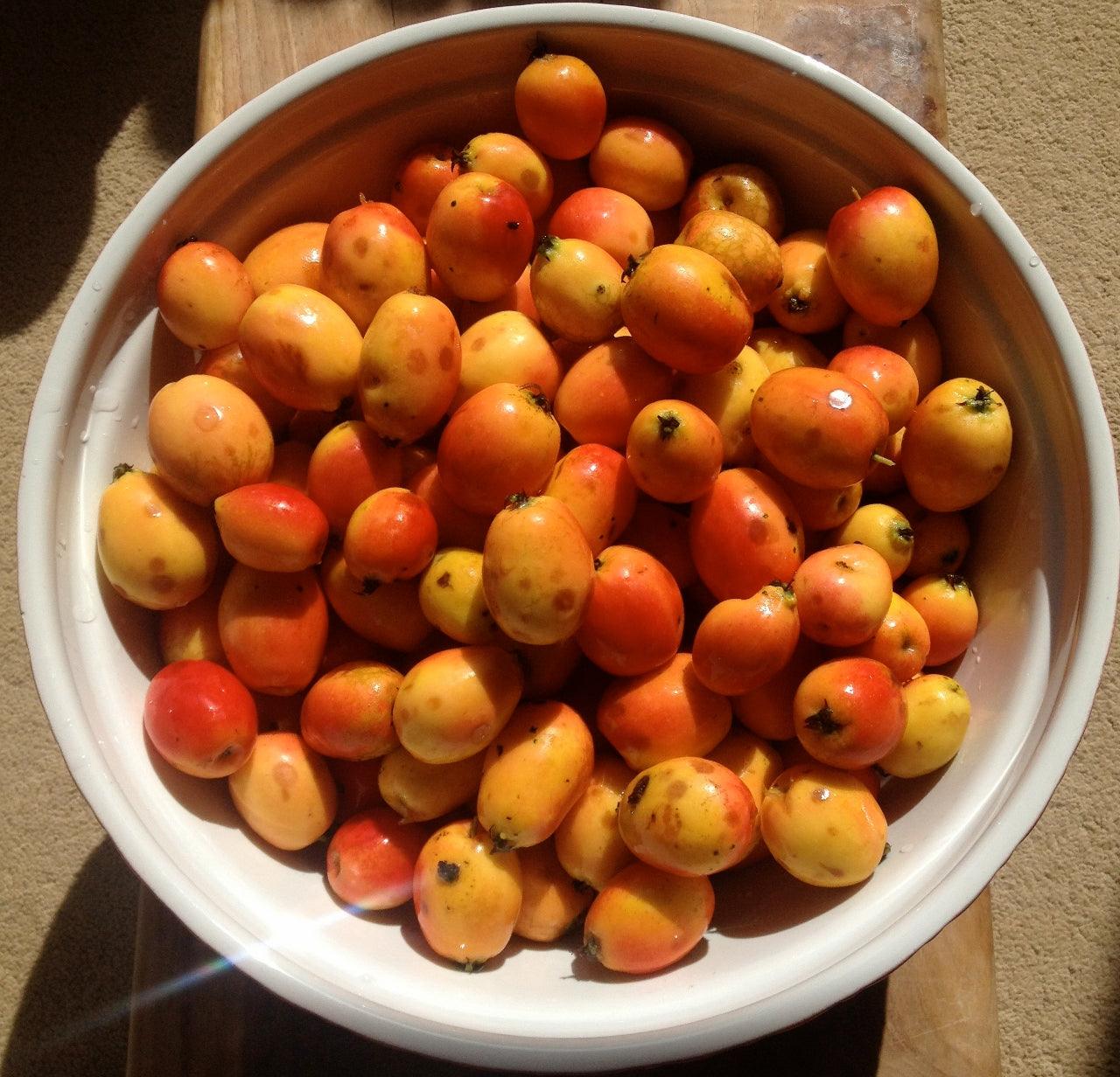 Crab Apples: productive and ornamental
