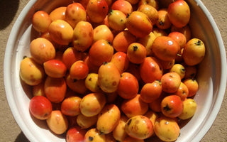 Crab Apples: productive and ornamental