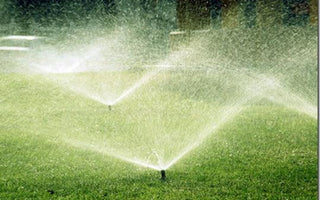 100 ways to conserve water for gardeners