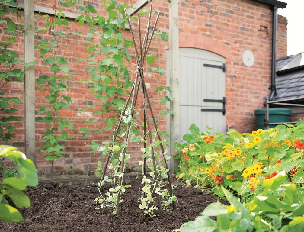Give them the support they need: Plant supports for growing vegetables and flowers
