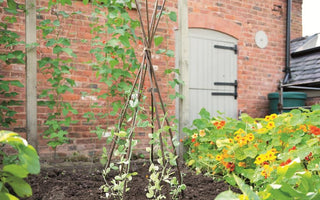 Give them the support they need: Plant supports for growing vegetables and flowers