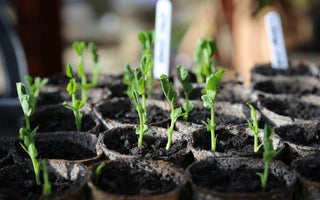 Growing from seed – starting your plants the easy way