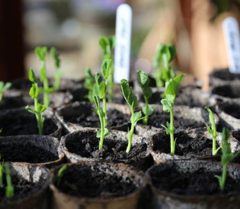 Growing from seed – starting your plants the easy way