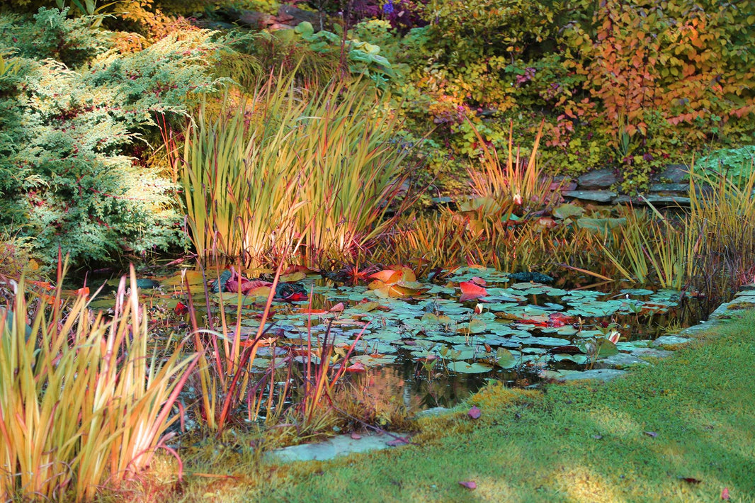 Putting your Pond to bed For Winter