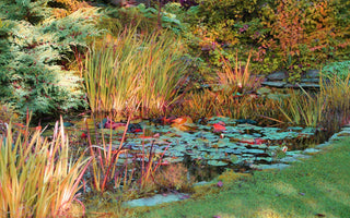 Putting your Pond to bed For Winter