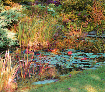 Putting your Pond to bed For Winter