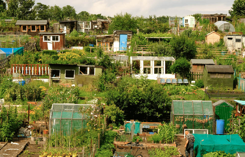 Allotments & Community Gardens