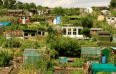 Allotments & Community Gardens