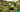 Allotments & Community Gardens