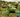 Allotments & Community Gardens