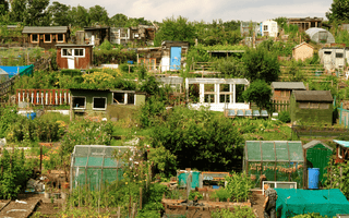 Allotments & Community Gardens