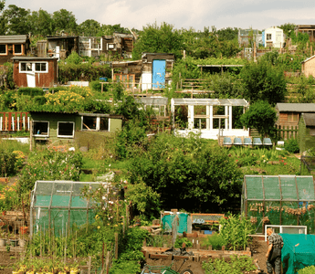Allotments & Community Gardens