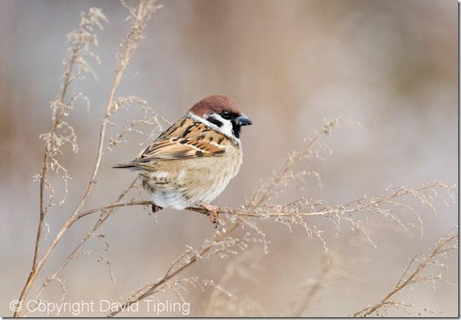 How to Photograph Garden Birds