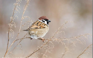 How to Photograph Garden Birds
