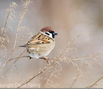 How to Photograph Garden Birds