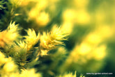 Yellow fever; Yellow flowers, golden foliage; Love yellow in the garden, or loathe it?