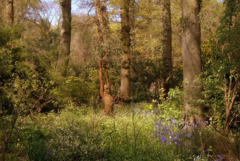 Planting Your Shady Garden