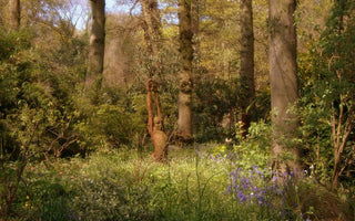 Planting Your Shady Garden