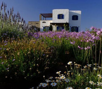 How do you plant a seaside garden? Planting for coastal conditions