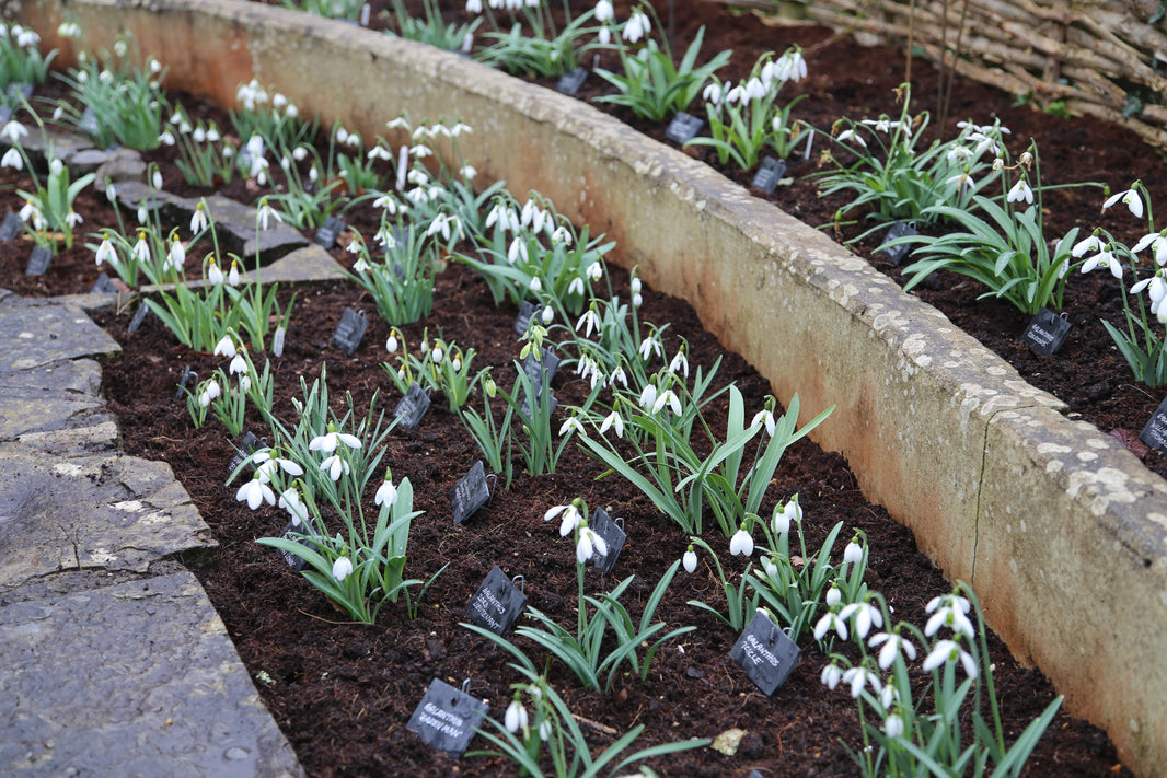 A passion for snowdrops