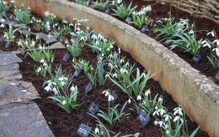 A passion for snowdrops