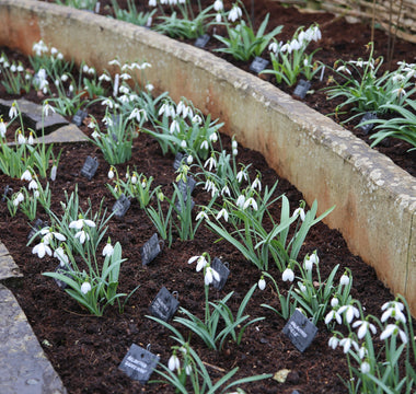 A passion for snowdrops