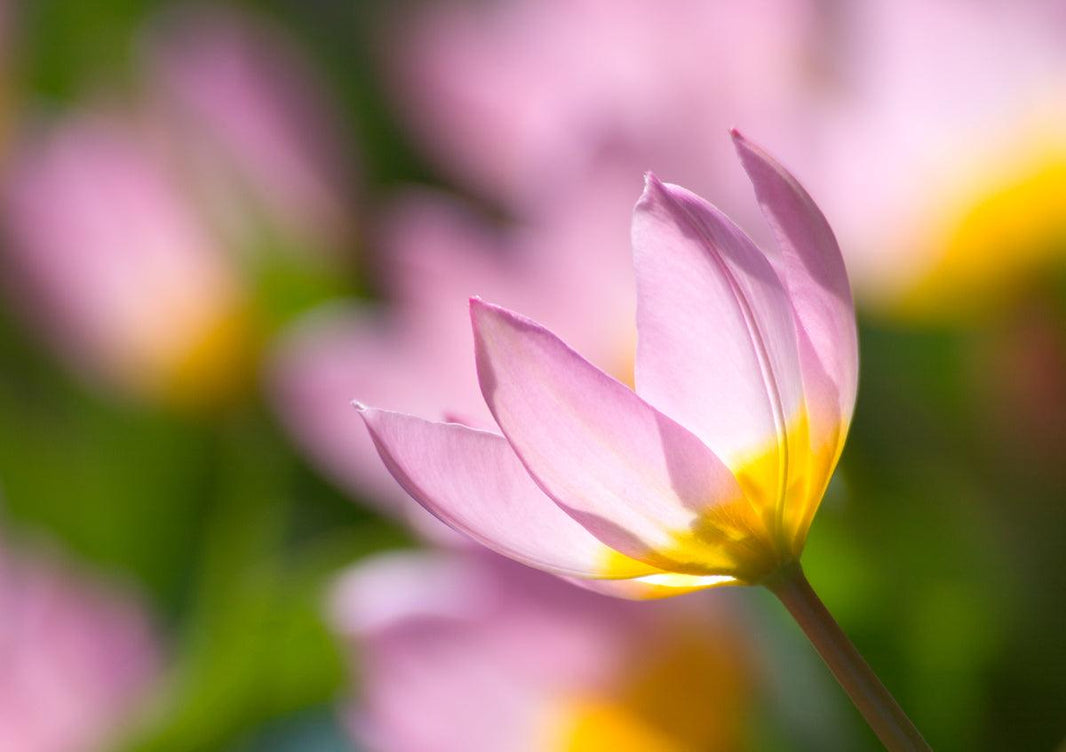Book Now For April 30th Gardening Courses