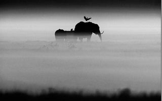 The Family Album of Wild Africa