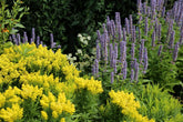 10 Perennials Every Gardener Should Grow