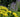 10 Perennials Every Gardener Should Grow