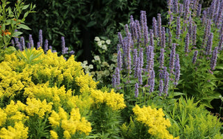 10 Perennials Every Gardener Should Grow