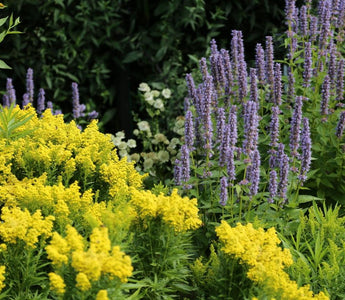 10 Perennials Every Gardener Should Grow