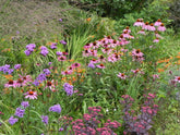 Perennials for late summer colour