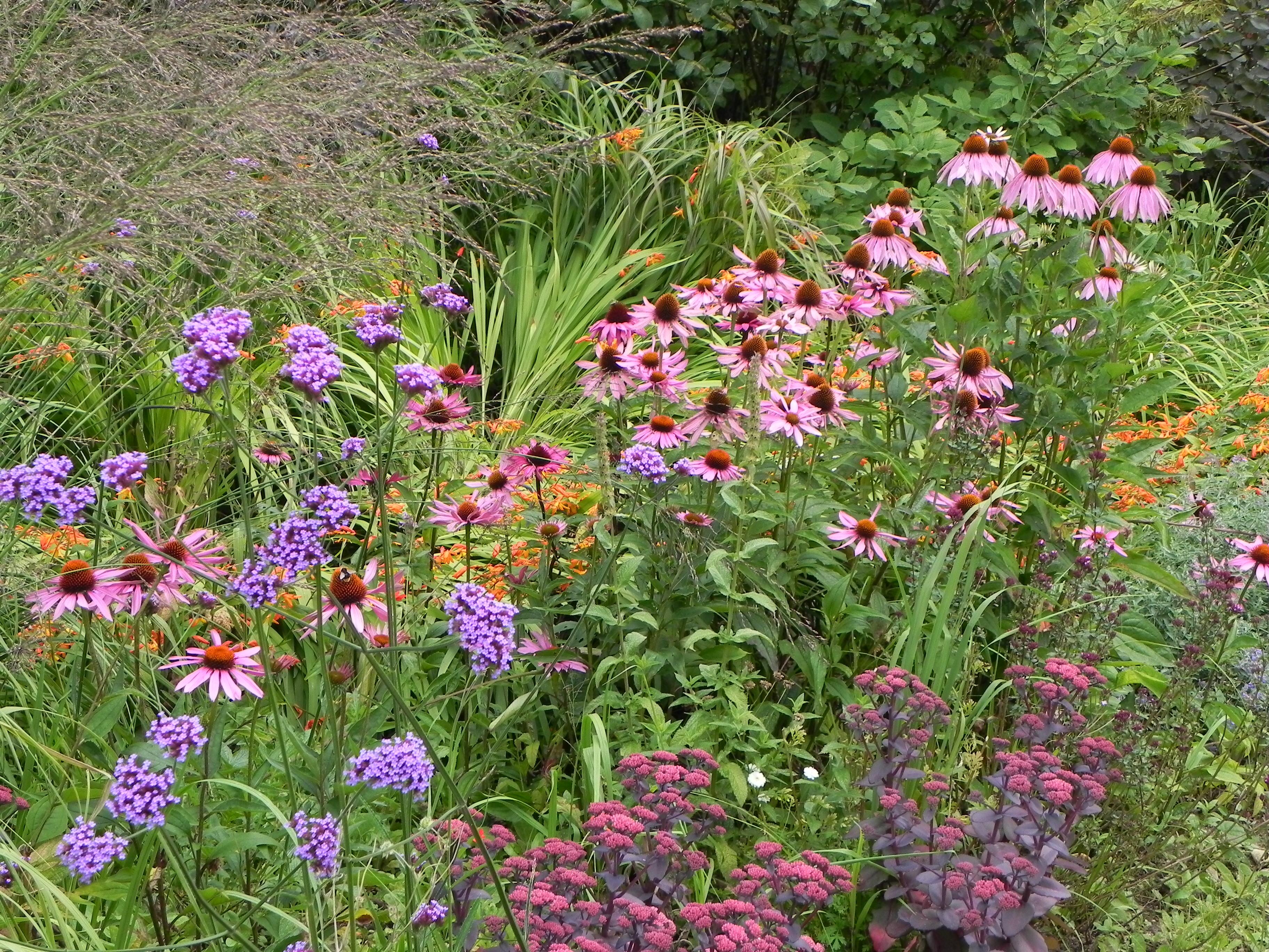 Perennials for late summer colour