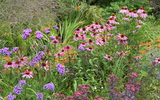 Perennials for late summer colour
