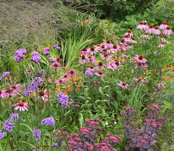 Perennials for late summer colour
