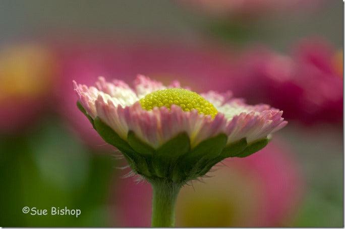 Flower photography: How to take natural looking flower photographs indoors