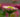 Flower photography: How to take natural looking flower photographs indoors