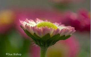 Flower photography: How to take natural looking flower photographs indoors