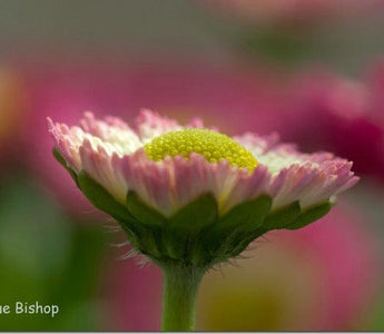 Flower photography: How to take natural looking flower photographs indoors