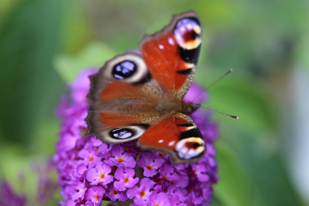 Shrubs to attract butterflies: Growing buddlejas