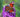 Shrubs to attract butterflies: Growing buddlejas
